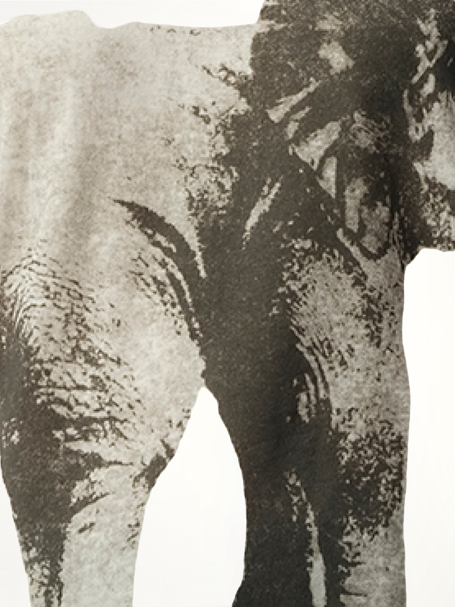 Elephant Printed T-Shirt in White